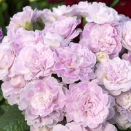 Примула Primula Balerina Pink Ice